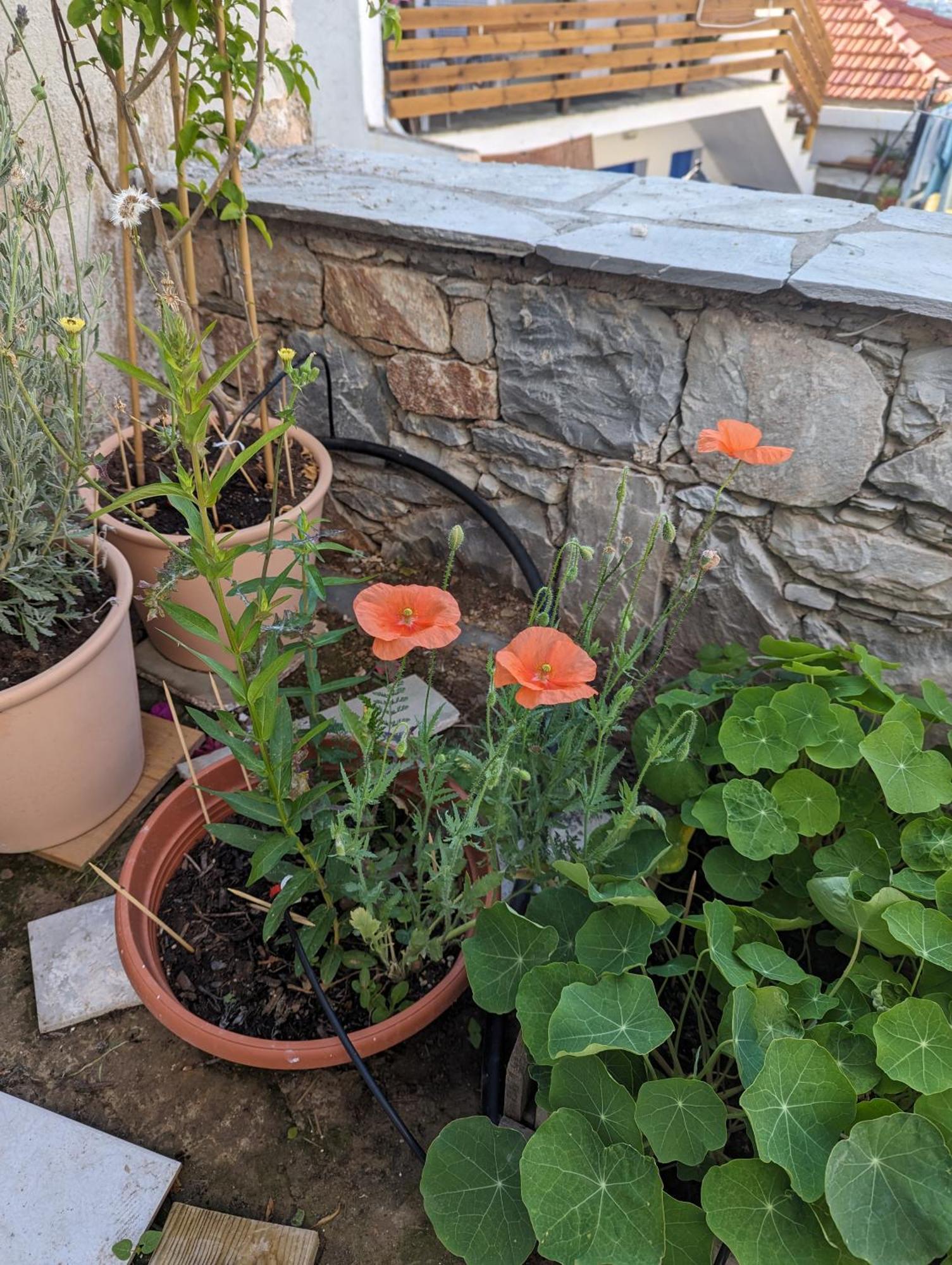 The Botanist Guesthouse Скопелос Экстерьер фото